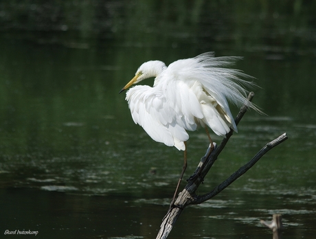 Grote ziverreiger