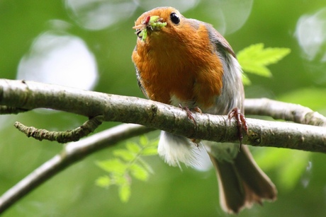 Roodborst met insecten voor jongen 2