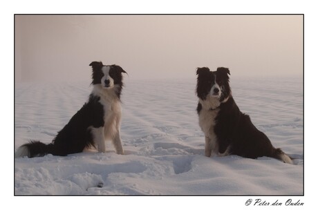 Borders in de mist.