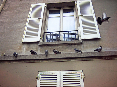 Paris birds