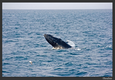 Lords of the Oceans