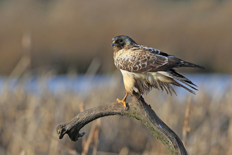 Buizerd in Feldberg