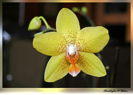 Orchidee geel met oranje en wit hartje