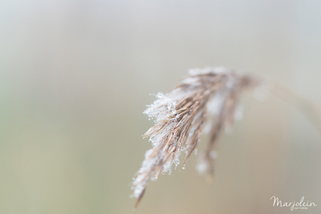 In de Mist