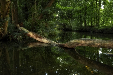 DNA van het bos