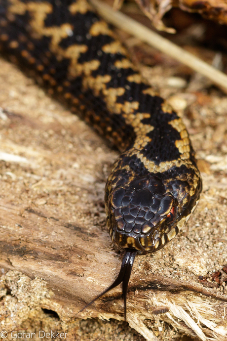 Adder