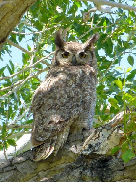 Bubo virginianus