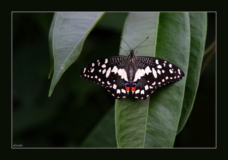 Limoenvlinder - papilio-demoleus