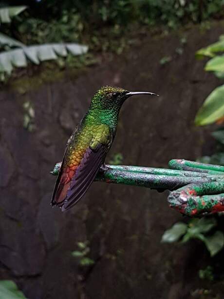 Kolibrie rainbow