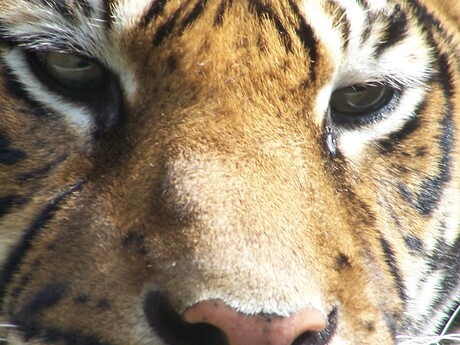 tijger close up