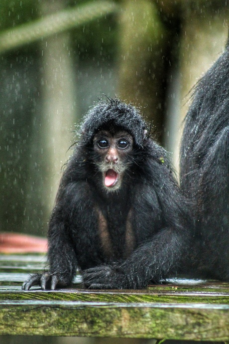 Baby aap in de regen