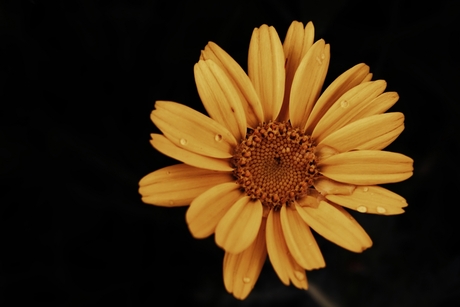 The yellow flower in the rain