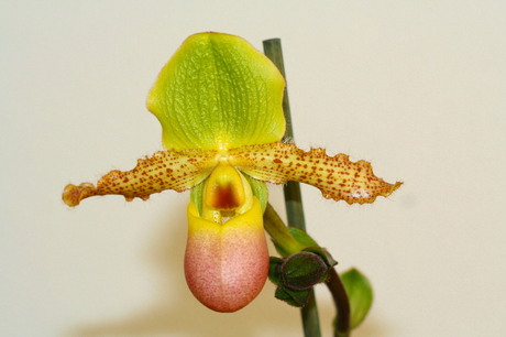 orchidee - venusschoen