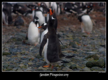 Gentoo Pinguins