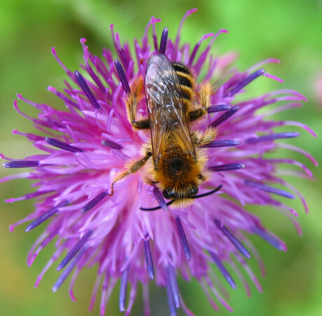 Bij op bloem