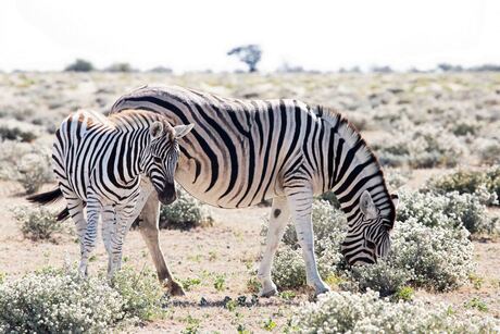 Zebra moeder met jong