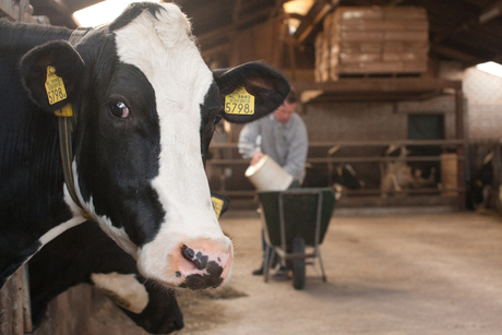 Koe met boer