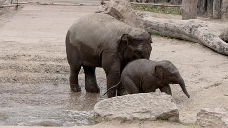 baby olifant gewassen