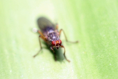 close-up fly
