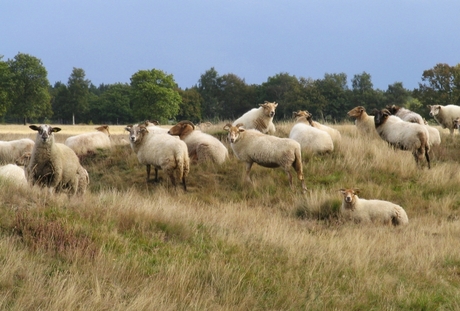 Schapen op het Dwingelderveld