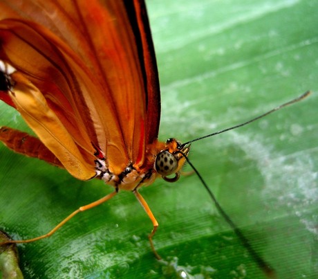 vlinder 3