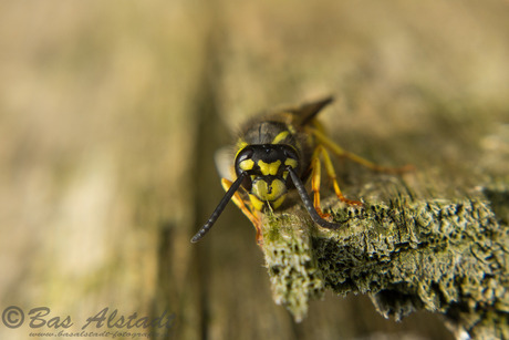 Duitse wesp (Vespula germanica)