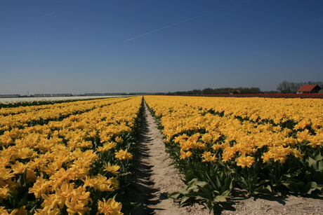 Tulpen bij Urk