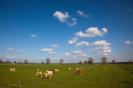 Genieten van de lente