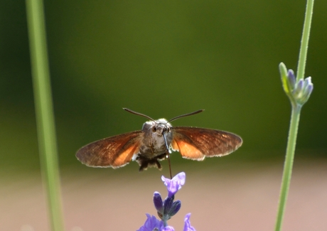 Kolibrievlinder in actie