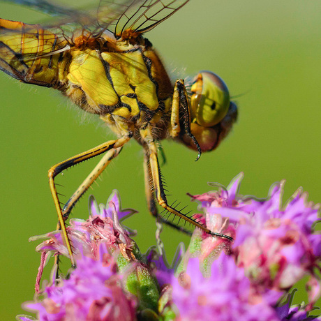 Libellen in achtertuin