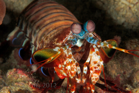 Mantisschrimp2.jpg