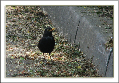 Vogeltje