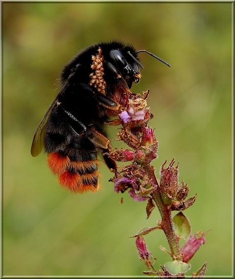 Bombus Lapidarius(Steenhommel)