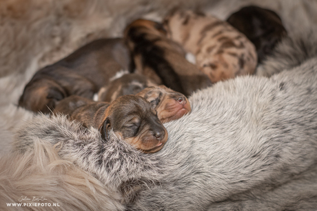 Newborn Puppy Fotoshoot