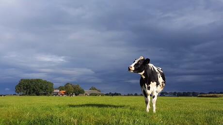 poserende koe met prachtige achtergrond