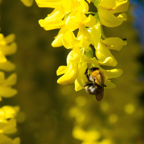 Hommel op Gouden Regen