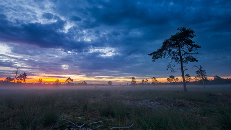 Mist-ic Drunense Duinen