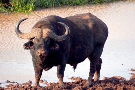 Buffel