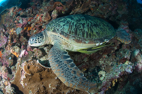 schildpad met lifters