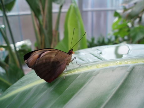 Vlinderpaviljoen Artis