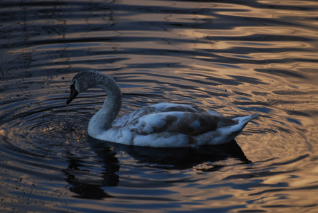 Puber in het avondrood