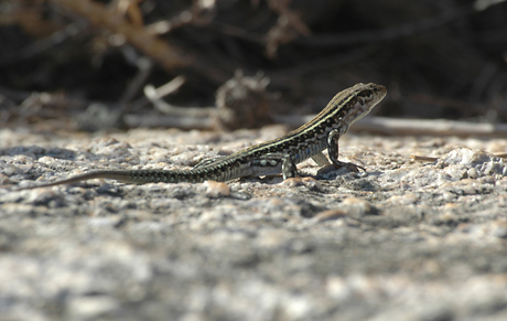 Hagedis op Corsica 1