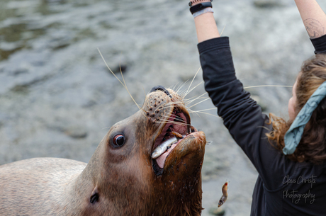 Stellar sea lion