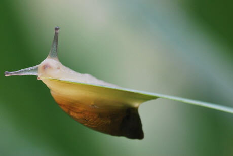 Slakje op blad