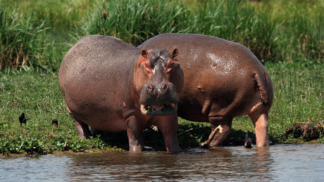 Nijlpaarden bij de Kazinga Channel in Uganda