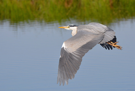 Blauwe Reiger