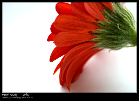 Gerbera