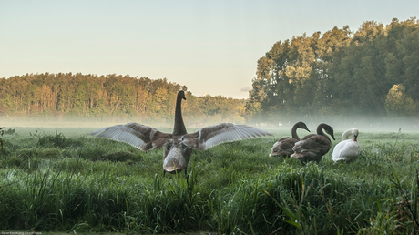 Fam zwaan op een mistige ochtend