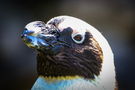 C66C4A2B-6FC1-486C-83D1-E4C4B4D48C98