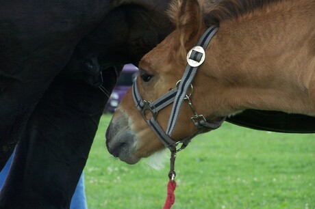 Dorst